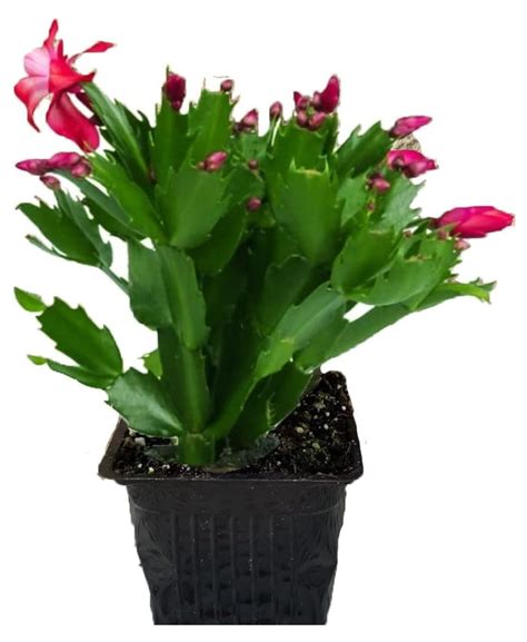 Yuntie 4 Pinkchristmas Cactus Live Plant Easy To Grow And Care Holiday Thanksgiving Cactus