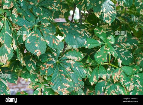 Common horse-chestnut tree leaves damaged by horse-chestnut leaf miner Stock Photo - Alamy