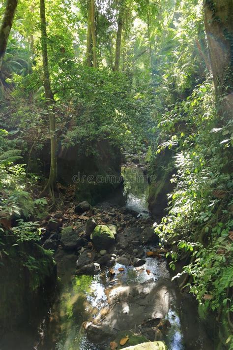 The Trees At The Famous Dragon Bridge In Monkey Forest Sanctuary In