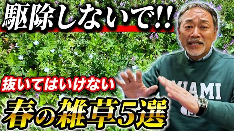 【損してます】絶対抜いてはいけない！？春の雑草との付き合い方を解説！【雑草】【ガーデンアイデア】 Youtube