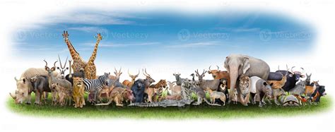 animal of the world 10073225 Stock Photo at Vecteezy