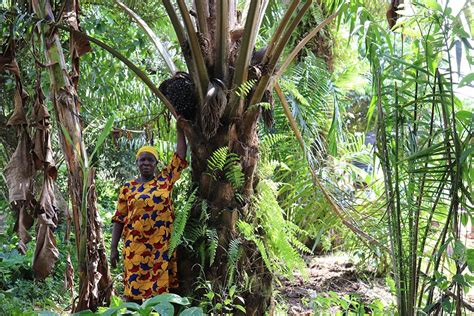 Steering sustainable palm oil production in Southern Nigeria - 2scale