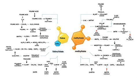 Folinic Acid Or Methylfolate For Mthfr Which Is The Better Choice
