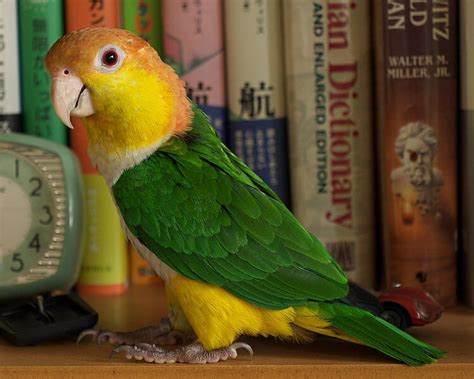 Yellow-thighed Caique | Animal World