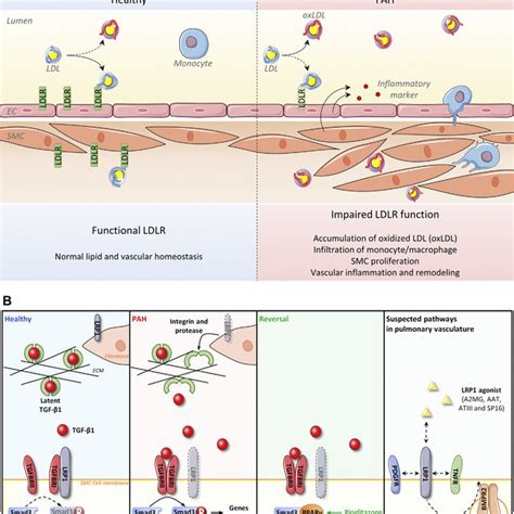 LDLR Regulates Oxidized LDL Level And LRP1 Preserves Vascular