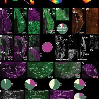 Mor Dor And Kor Expression In Cranial Motoneurons A Premotor