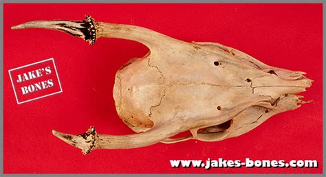 My muntjac deer skull : Jake's Bones