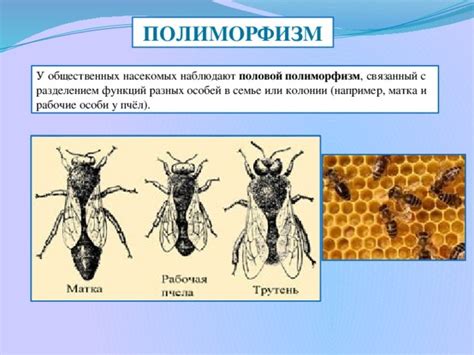 Полиморфизм это в биологии что означает?