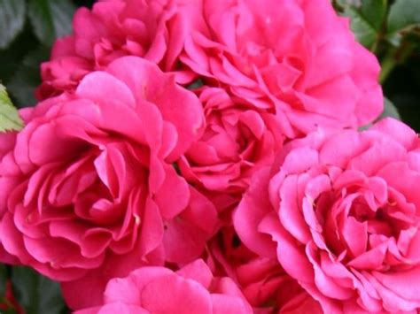 Rosa Rody®
