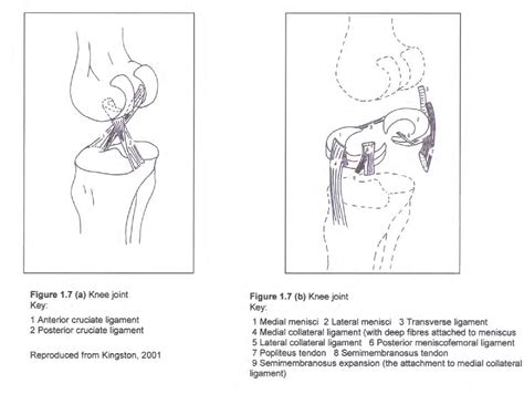 Figure 11 From The Morphology Of The Knee Joint In Homo Sapiens A