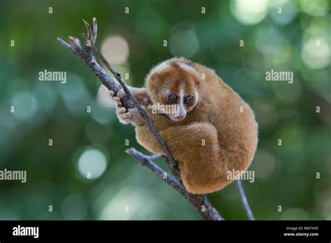 male bornean slow loris nycticebus menagensis resting  branch borneo
