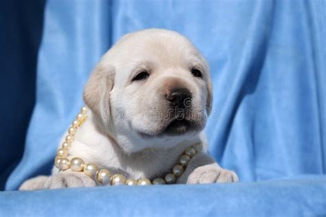 Yellow Labrador Puppy on Blue Stock Image - Image of looking, sweet ...