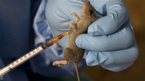 A Record High Lassa Fever Outbreak Strikes Nigeria The Atlantic