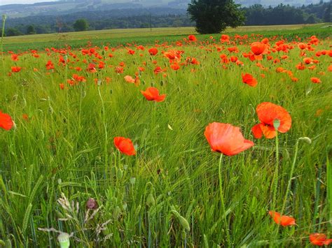 Klatschmohn Mohnfeld Mohn Kostenloses Foto Auf Pixabay Pixabay