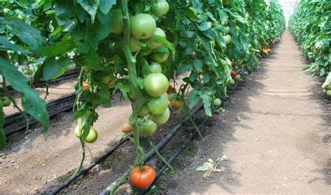 Este oficial Schema de ajutor de minimis pentru tomate continuă şi în