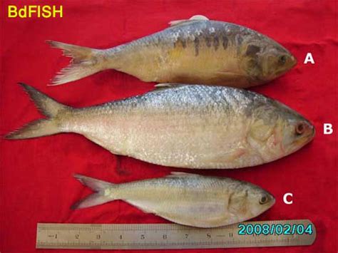 Nomenclature of Bangladesh National Fish Hilsa – BdFISH Feature