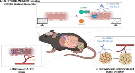 Identification Of New Enterosynes Using Prebiotics Roles Of Bioactive Lipids And Mu Opioid