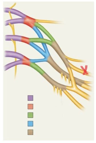 Spinal Nerve Plexuses Brachial Plexus Flashcards Quizlet