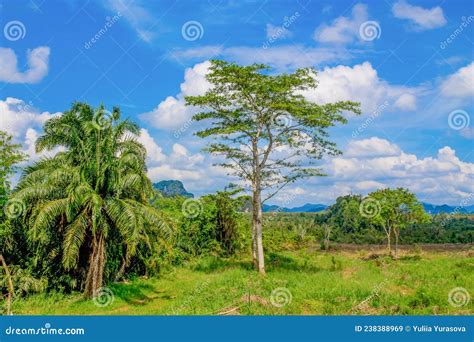 Green Tree On The Paradise Tropical Resort Stock Image Image Of