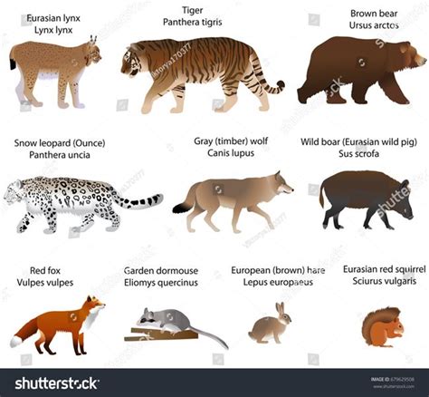 Collection Different Species Animals Living Territory Stock Vector ...