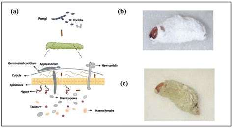 Jof Free Full Text Interactions Between Entomopathogenic Fungi And Insects And Prospects