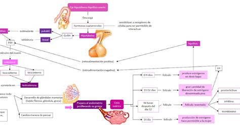 Dulce Gpe Avil S Garc A Fisiolog A Gpo Sistema Endocrino Eje