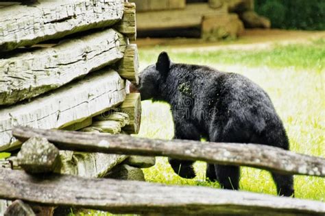 Black Bears In Great Smoky Mountains National Park Wildlife Watching