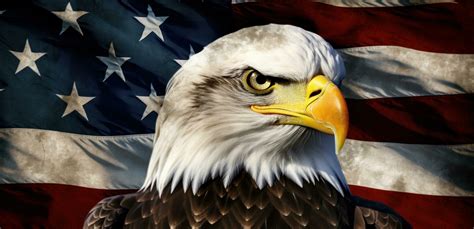 Bald Eagle American Flag Stock Photos, Images and Backgrounds for Free ...