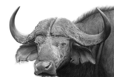 African Buffalo by PencilSessions on DeviantArt