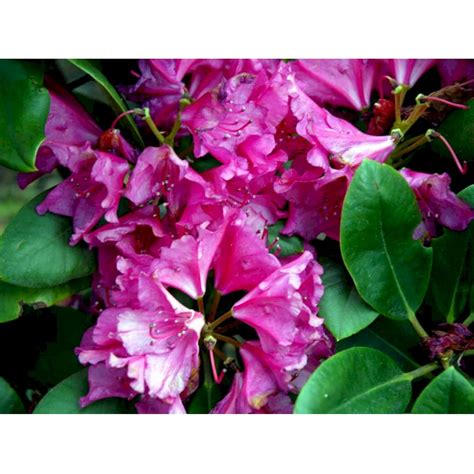 Pearce S American Beauty Rhododendron Plantetorvet Dk