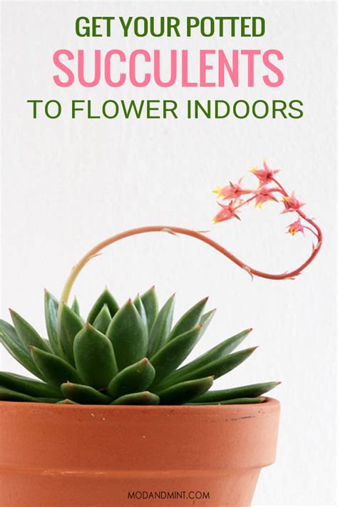 Indoor Flowering Succulents