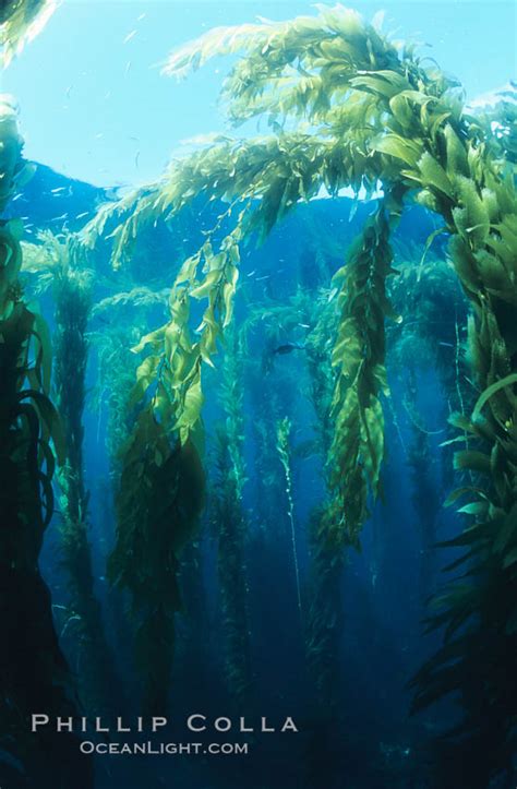 Kelp Forest Macrocystis Pyrifera San Clemente Island California