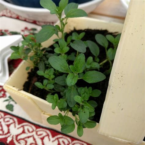 Origanum Vulgare Compactum Compact Marjoram In Gardentags Plant