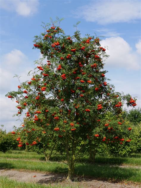 Sorbus aucuparia | Mountain ash, Rowan - Van den Berk Nurseries