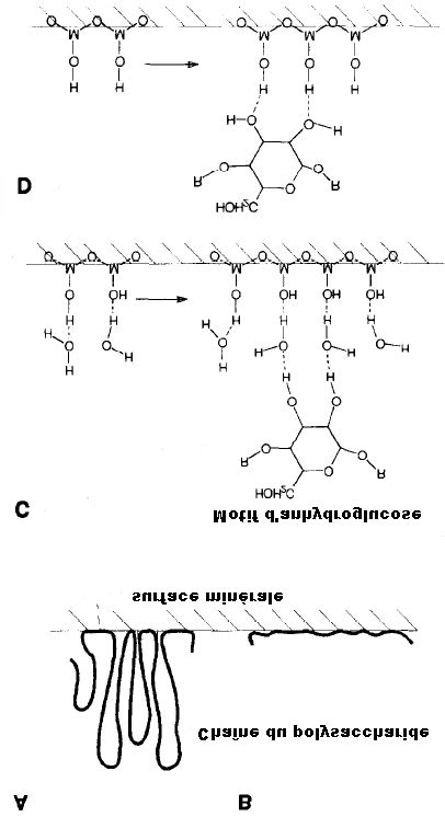 Schéma De Ladsorption Dun Polysaccharide Sur Une Surface Minérale Download Scientific Diagram