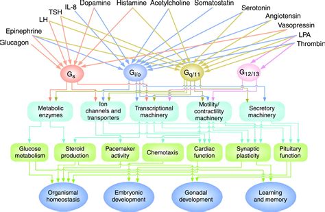 G Protein Pathways | Science