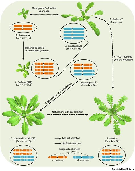 Transgenerational Epigenetic Inheritance During Plant Evolution And