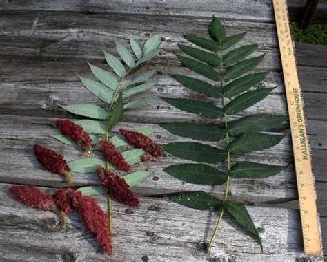 How To Know Sumac Leaves