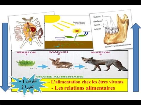 الأولى إعدادي 1AC الفرض 1 الدورة الثانية Contrôle 1 Semestre 2