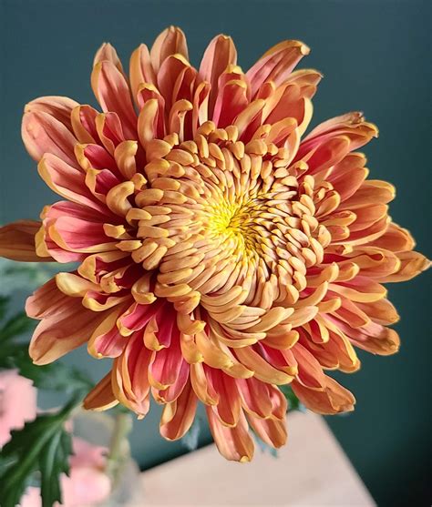 Disbud Resourci Disbudsmums Chrysanthemum Flowers By Category