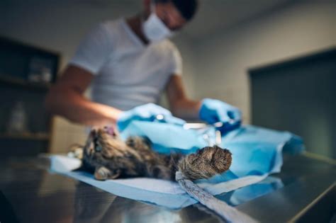 Premium Photo | Surgery at animal hospital