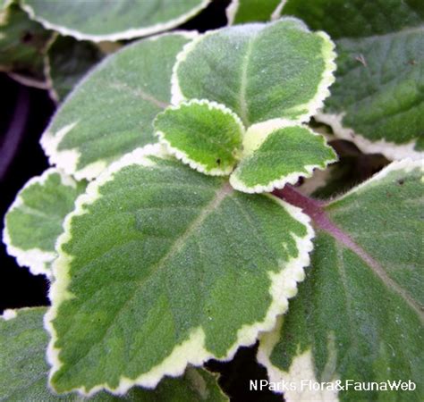 Green White Leave Foliage Variegated Indian Borage