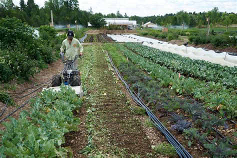 What You Need to Know About the Flex Tine Weeder - The Market Gardener