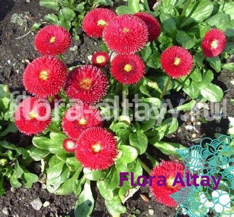 Маргаритка Белиссима красная | Flora Altay