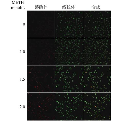 甲基苯丙胺对sh Sy5y细胞pink1parkin介导的自噬流及凋亡影响