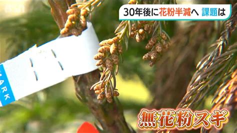 スギ花粉は減らせるか？鍵を握る「無花粉スギ」と「エリートツリー」とは Youtube