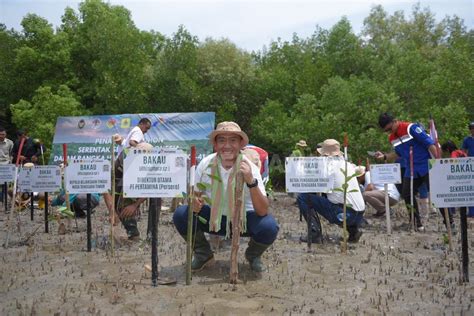 Upaya Mitigasi Perubahan Iklim Pertamina Rehabilitasi Mangrove Di Nusa