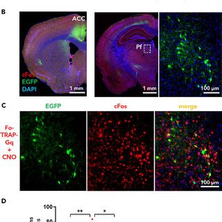 Some Pf Neurons Activated By Pain Related S Neurons Projected To The