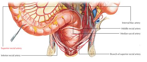 Anatomy Superior Anatomy Book