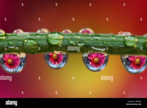 Water Droplet Refraction Photography With Flowers Stock Photo Alamy